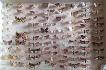Boîte entomologique vitrée comprenant plus...