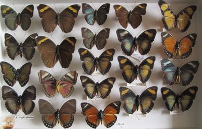 Glass entomological box containing 21 specimens...