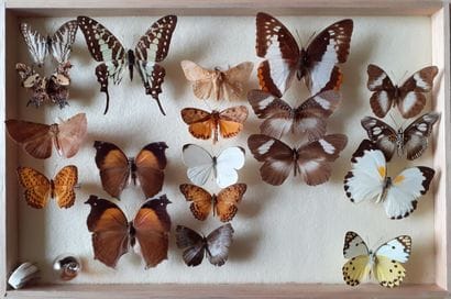 Glass entomological box containing 19 specimens...