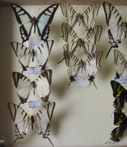 Boîte entomologique vitrée comprenant 14...