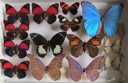 Boîte entomologique vitrée comprenant 14...