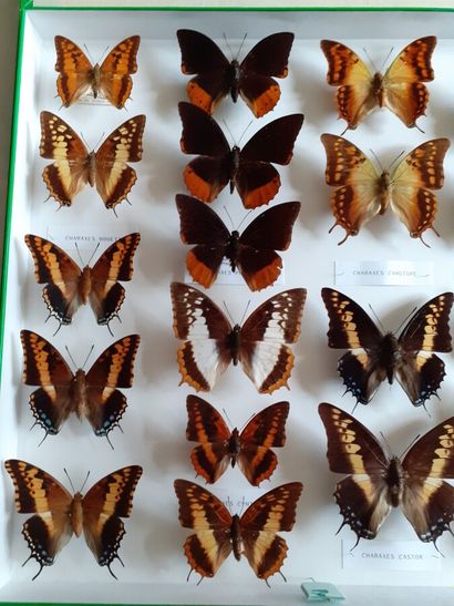 Grande boîte entomologique vitrée comprenant...
