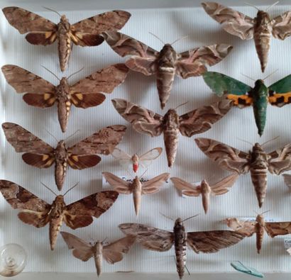 Glass entomological box containing 20 specimens...