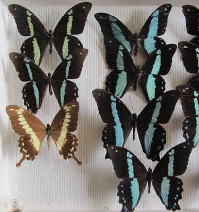 Glass entomological box containing 15 specimens...