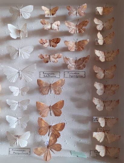 Boîte entomologique vitrée comprenant 50...