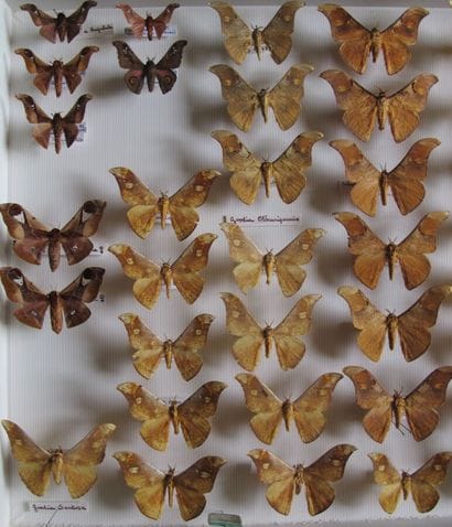 Large glass entomological box with more than...