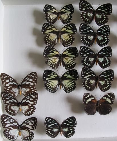 Large glass entomological box with 20 specimens...