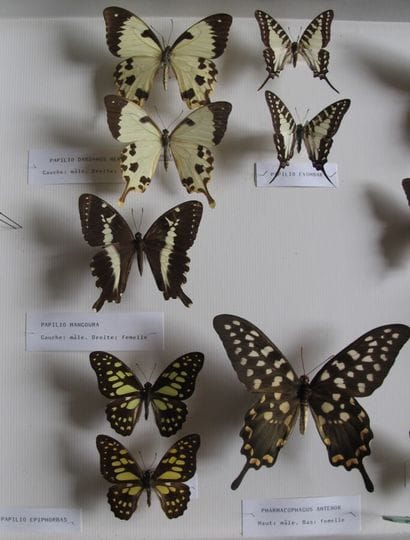 Large glass entomological box containing...