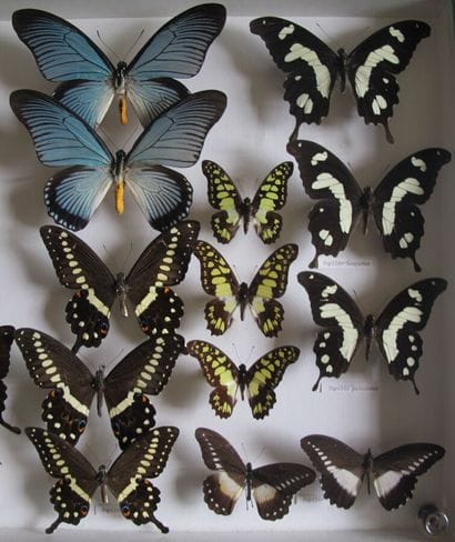 Large glass entomological box containing...