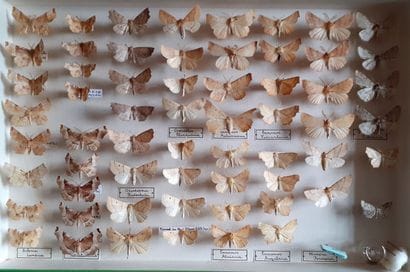Boîte entomologique vitrée comprenant 61...