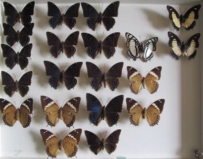 Large glass entomological box containing...