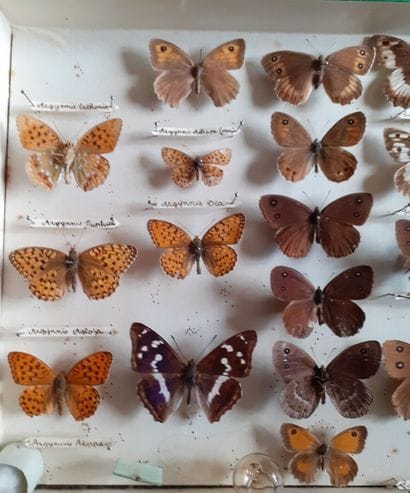 Entomological glass box containing 35 specimens...