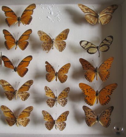 Boîte entomologique vitrée comprenant 21...