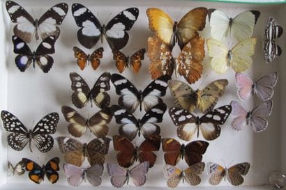 Glass entomological box containing 28 specimens...