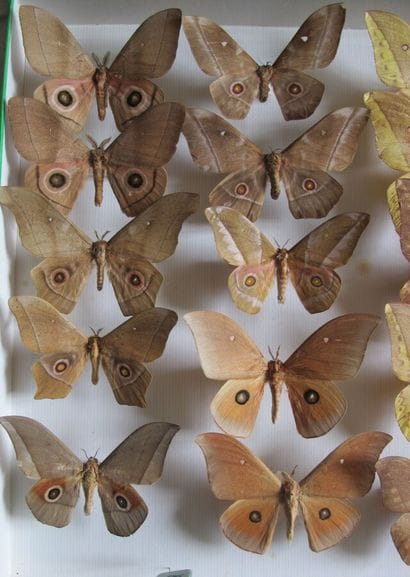 Large glass entomological box containing...