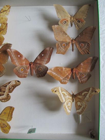 Large glass entomological box with 15 specimens...