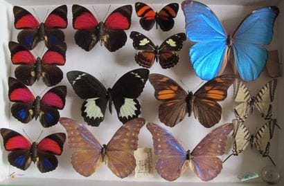 Boîte entomologique vitrée comprenant 14...