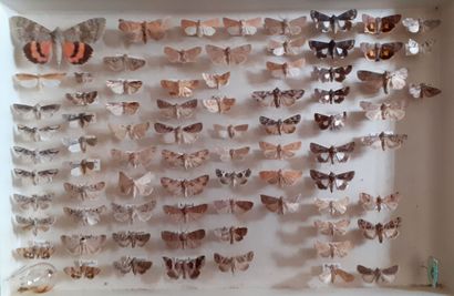 Boîte entomologique vitrée comprenant 78...