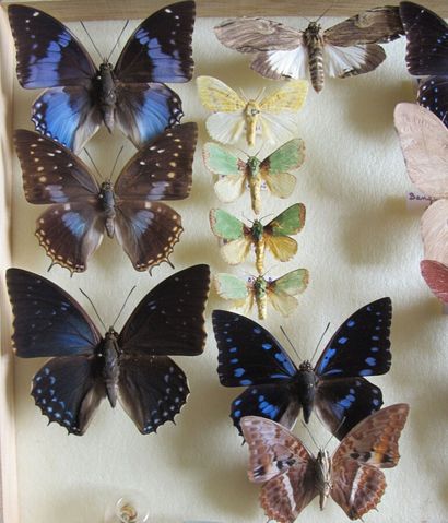 Boîte entomologique vitrée comprenant 20...
