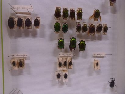 Boîte entomologique vitrée comprenant 46...