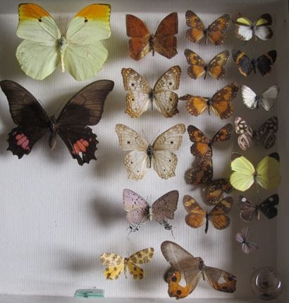 Boîte entomologique vitrée comprenant plus...