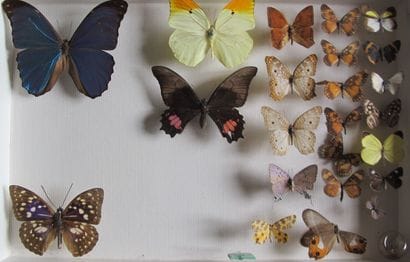Boîte entomologique vitrée comprenant plus...