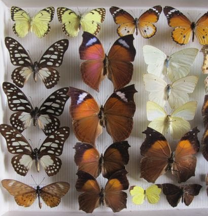 Boîte entomologique vitrée comprenant 27...