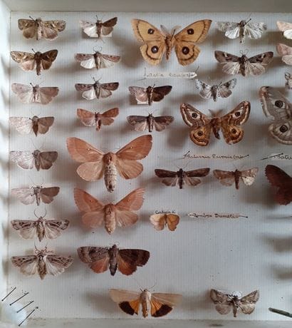 Boîte entomologique vitrée comprenant plus...
