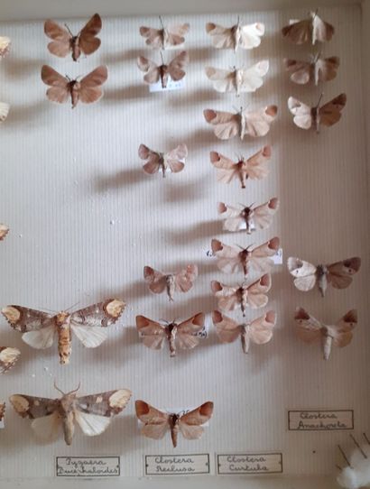Boîte entomologique vitrée comprenant 42...