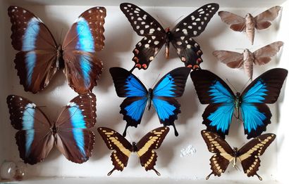 Boîte entomologique vitrée comprenant 9 spécimens...