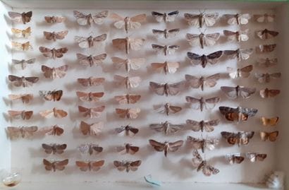 Entomological glass box containing more than...