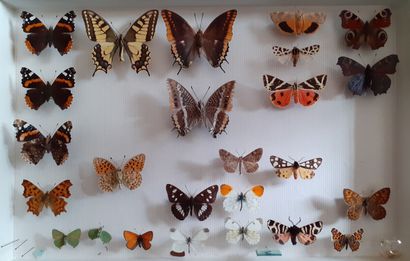Boîte entomologique vitrée comprenant 25...
