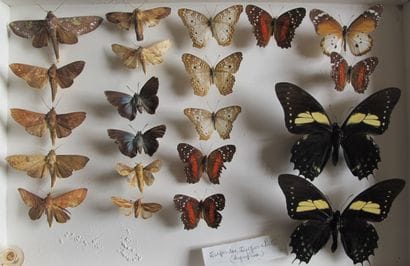 Boîte entomologique vitrée comprenant 21...
