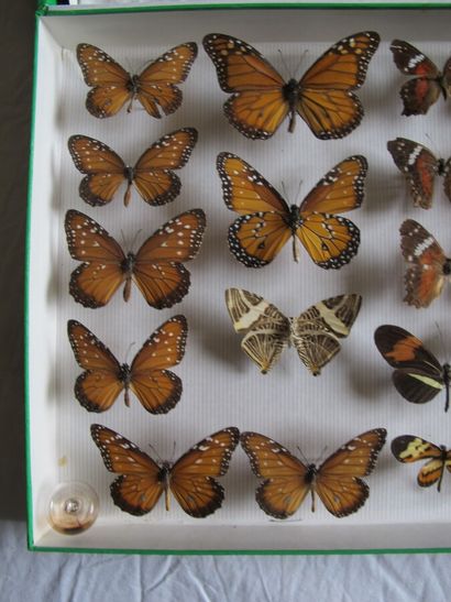 Boîte entomologique vitrée comprenant 25...