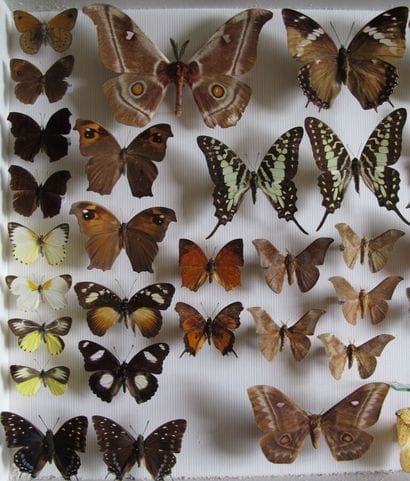 Grande boîte entomologique vitrée comprenant...