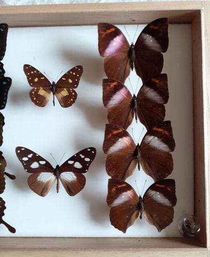 Glass entomological box containing 15 specimens...