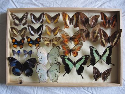 Boîte entomologique vitrée comprenant 24...
