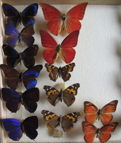 Boîte entomologique vitrée comprenant 19...