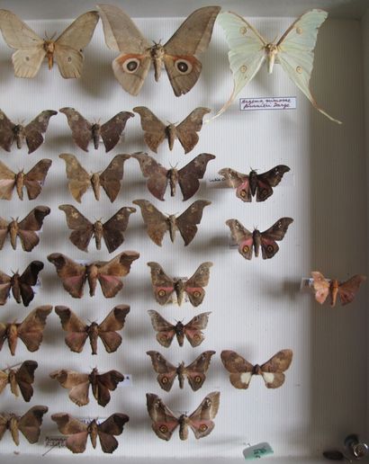 Grande boîte entomologique vitrée comprenant...