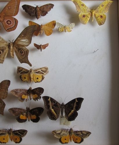 Grande boîte entomologique vitrée comprenant...