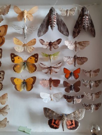 Boîte entomologique vitrée comprenant 44...