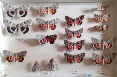 Entomological glass box containing 17 specimens...