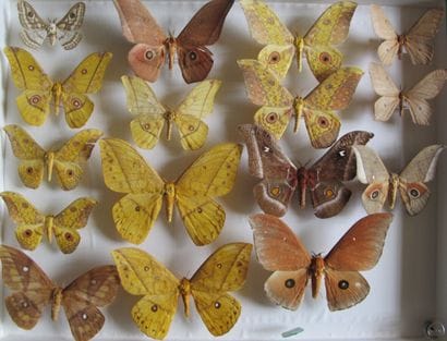Large glass entomological box containing...