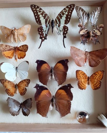 Glass entomological box containing 19 specimens...