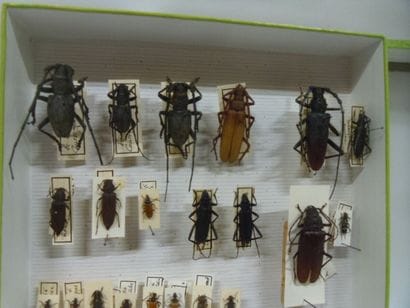 Boîte entomologique vitrée comprenant 32...