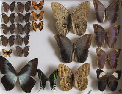 Grande boîte entomologique vitrée comprenant...