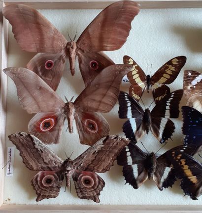 Boîte entomologique vitrée comprenant 16...