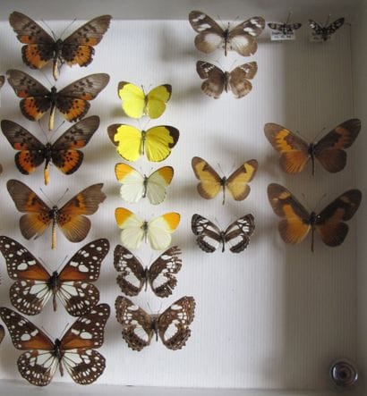 Glass entomological box containing 36 specimens...