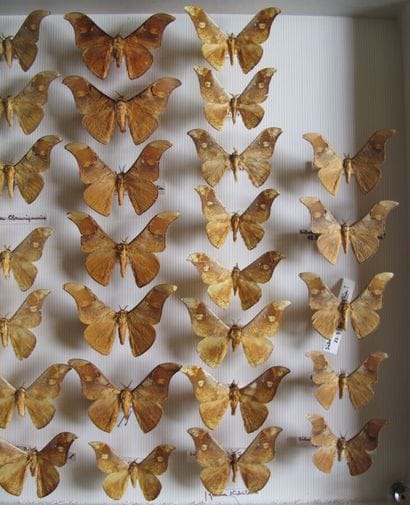 Large glass entomological box with more than...