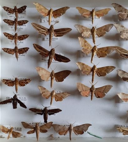 Glass entomological box containing 33 specimens...